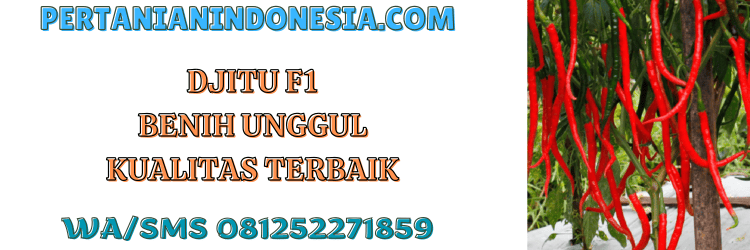 djitu,f1,cabe,cabai keriting,pertanian indonesia